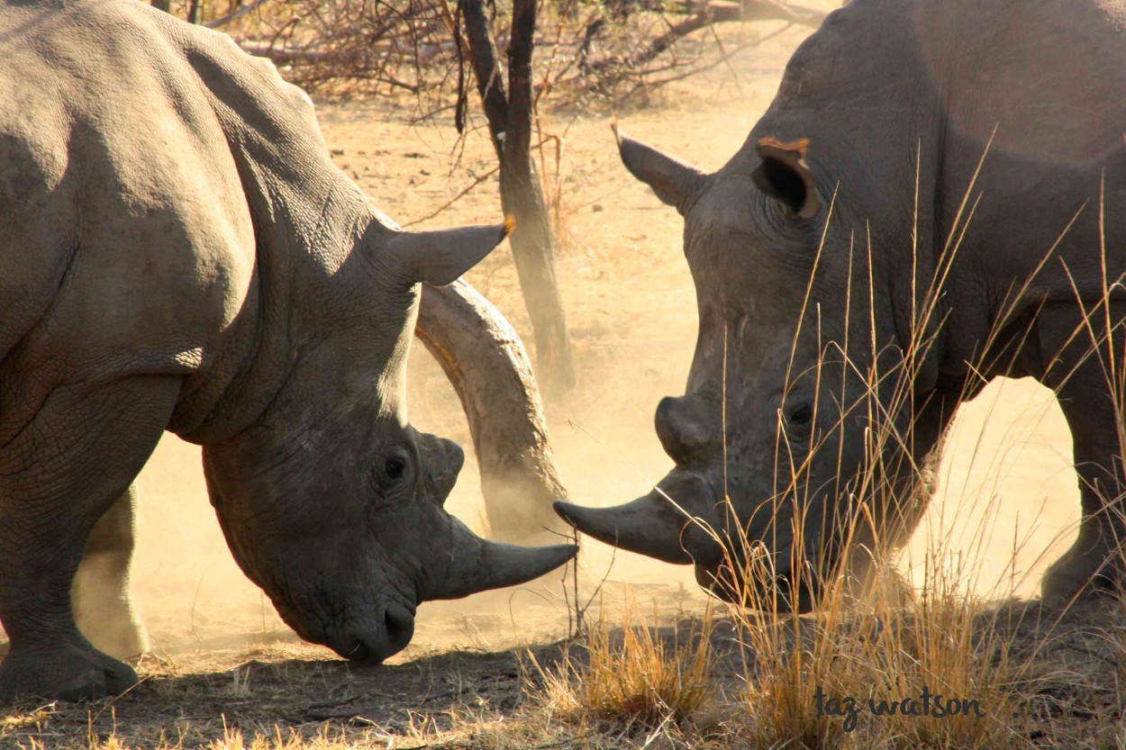 Rhino horn – Youth 4 African Wildlife