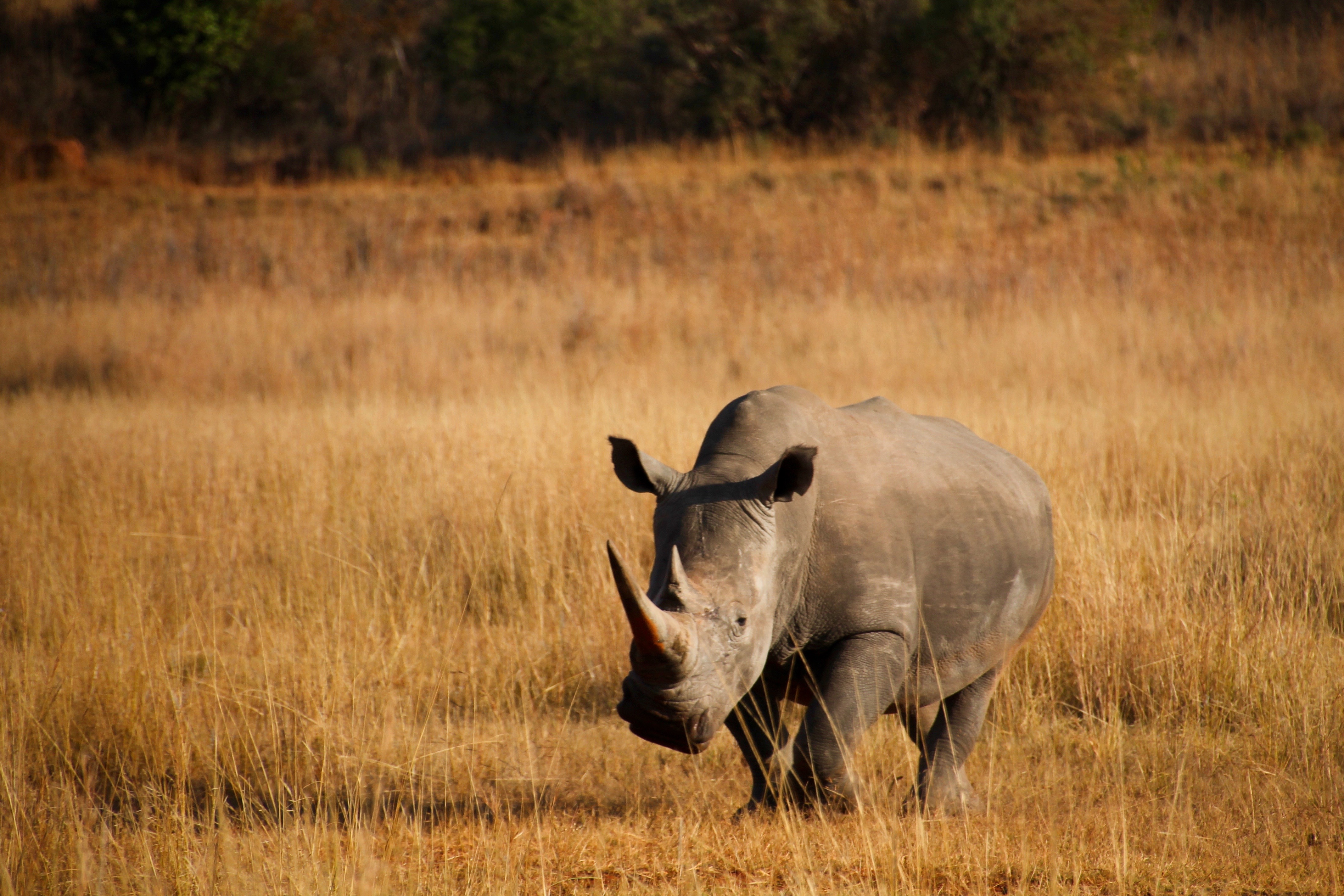 Носорог природная зона. Намибия носороги. Фауна Танзании носороги. Каркидон и носорог. Каркидон Африка.